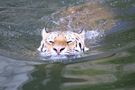 Tiger beim Schwimmen von Peter Bux 