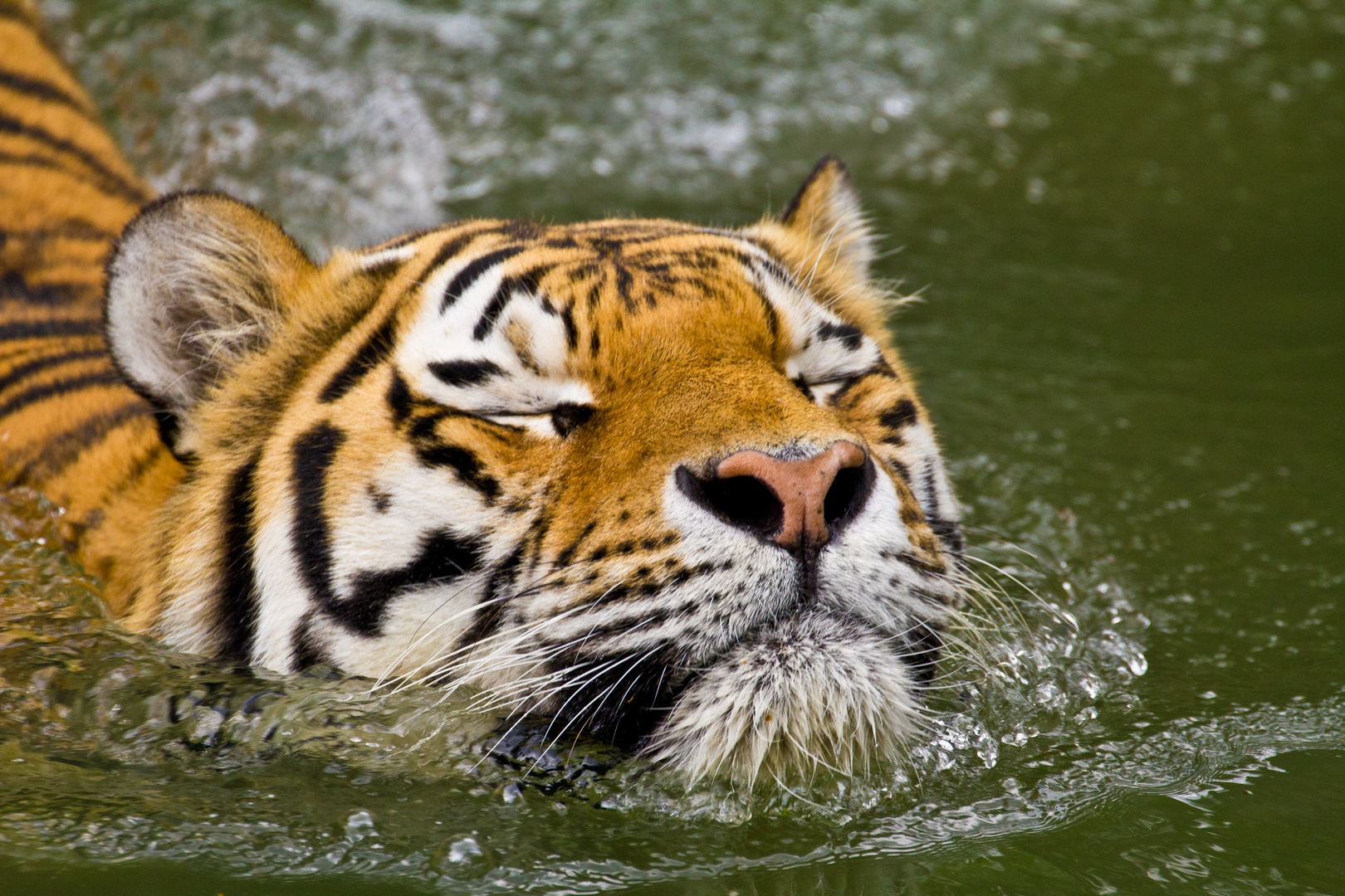 Tiger beim Schwimmen