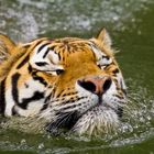Tiger beim Schwimmen