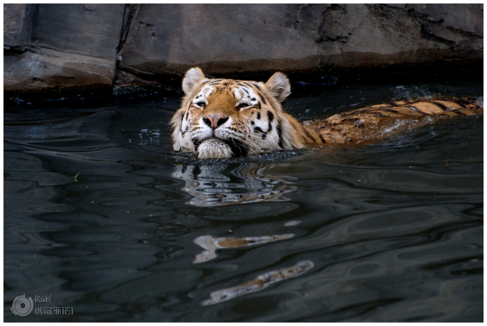 Tiger beim Schwimmen