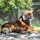 Tiger beim Sonnenbad