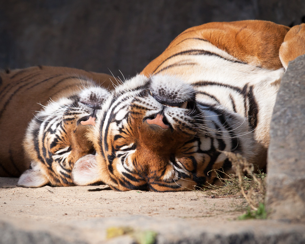 Tiger beim Sonnenbaden