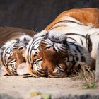 Tiger beim Sonnenbaden