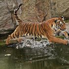 Tiger beim Sprung ins Wasser