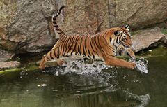 Tiger beim Sprung ins Wasser