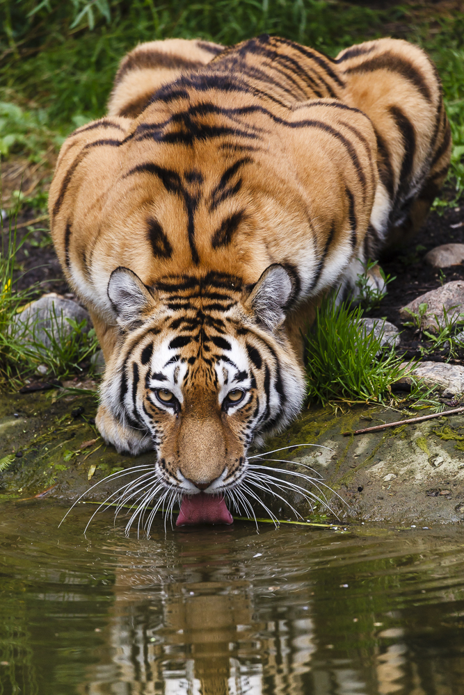 Tiger beim Trinken