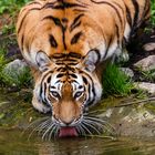 Tiger beim Trinken