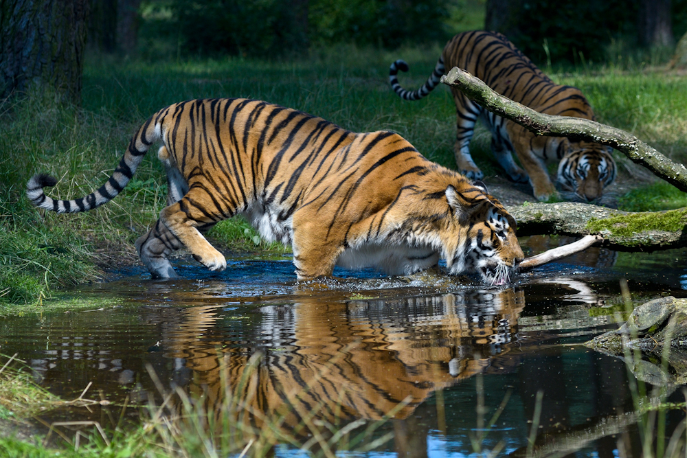 Tiger beim Trinken