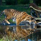Tiger beim Trinken