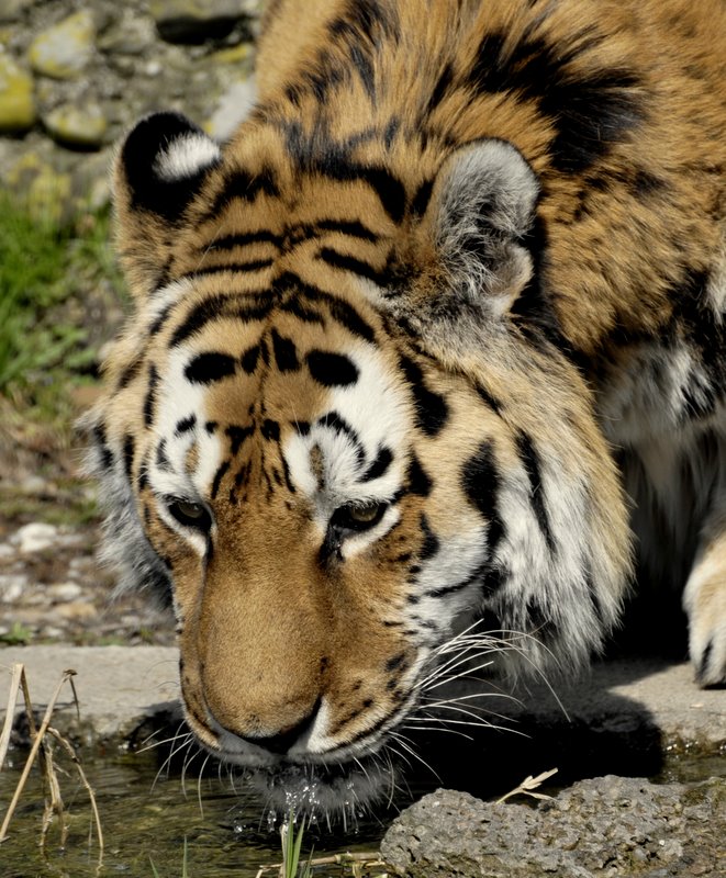 Tiger beim Trinken