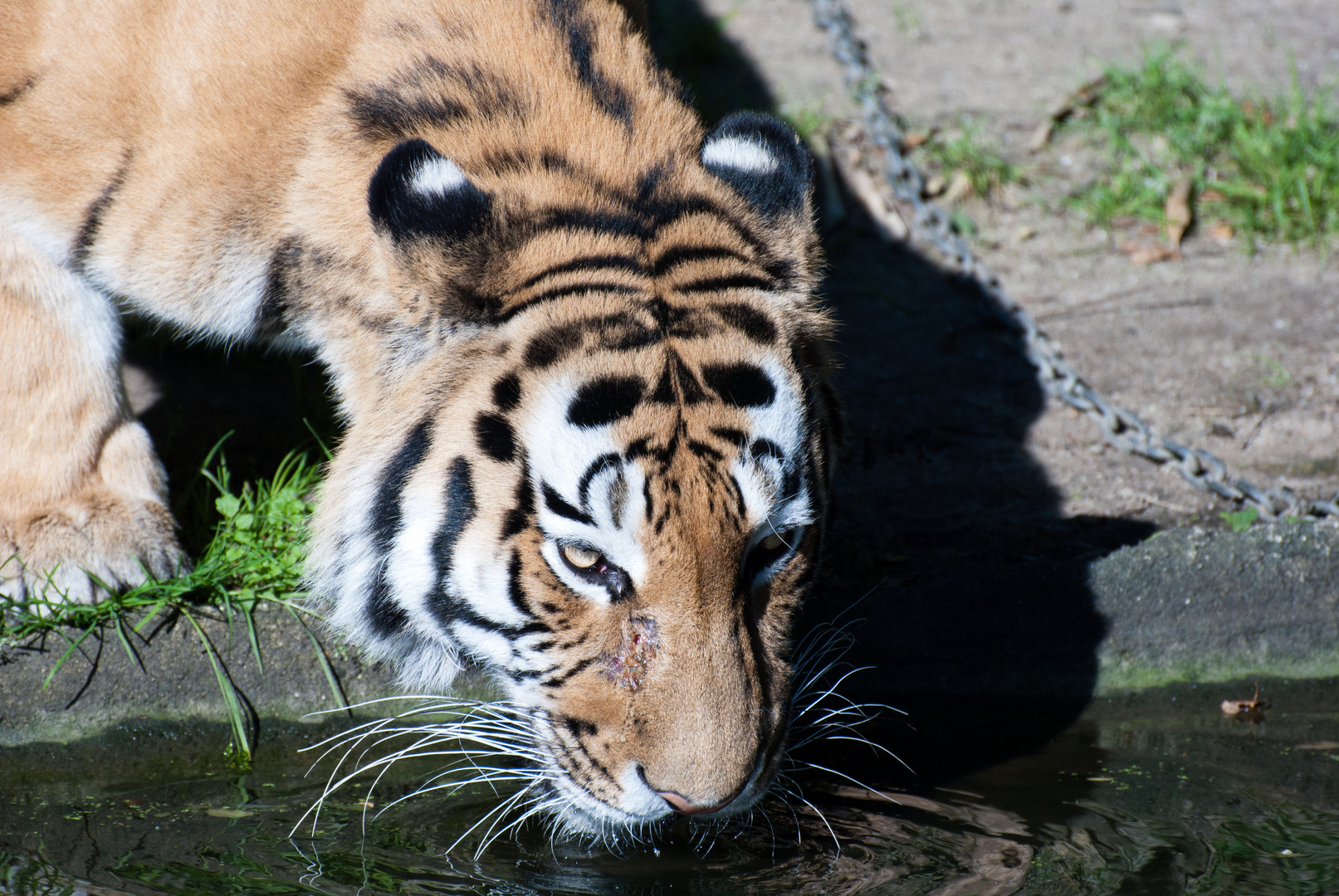 Tiger beim Trinken