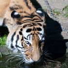 Tiger beim Trinken