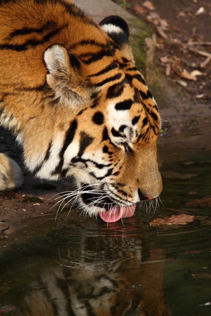 Tiger beim Trinken