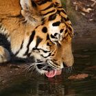 Tiger beim Trinken