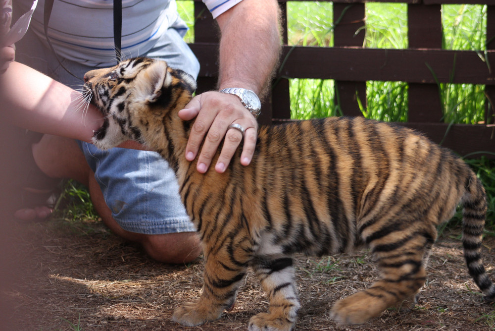 Tiger beim üben