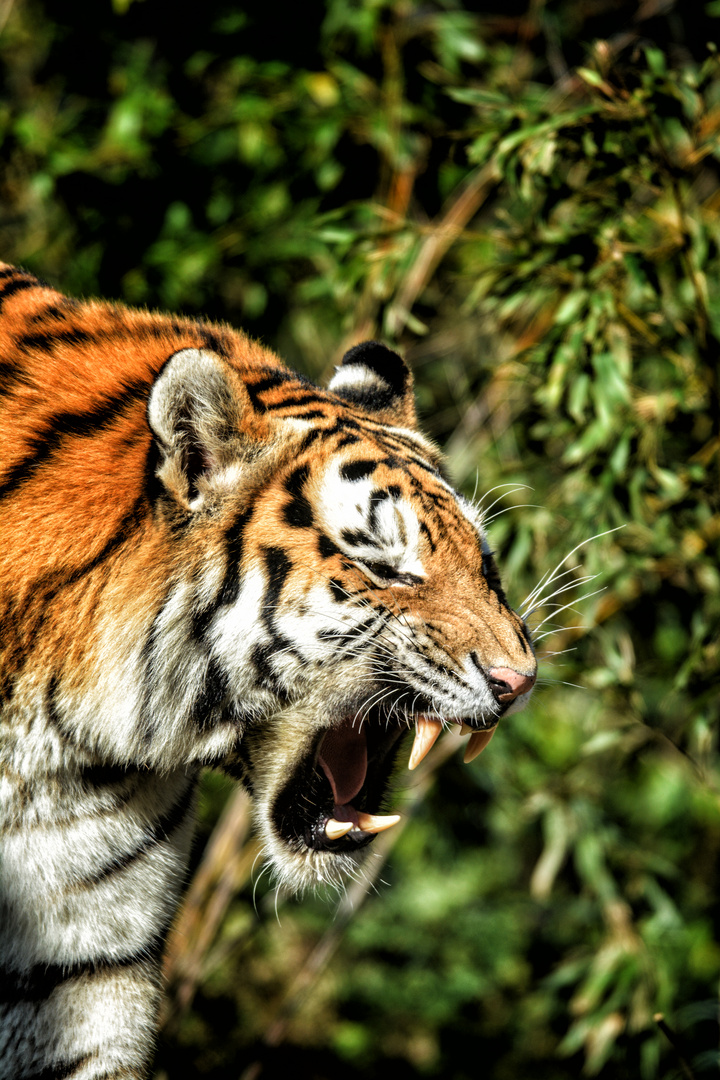 Tiger (BEN_4460_web)