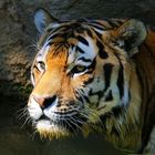 Tiger beobachtet