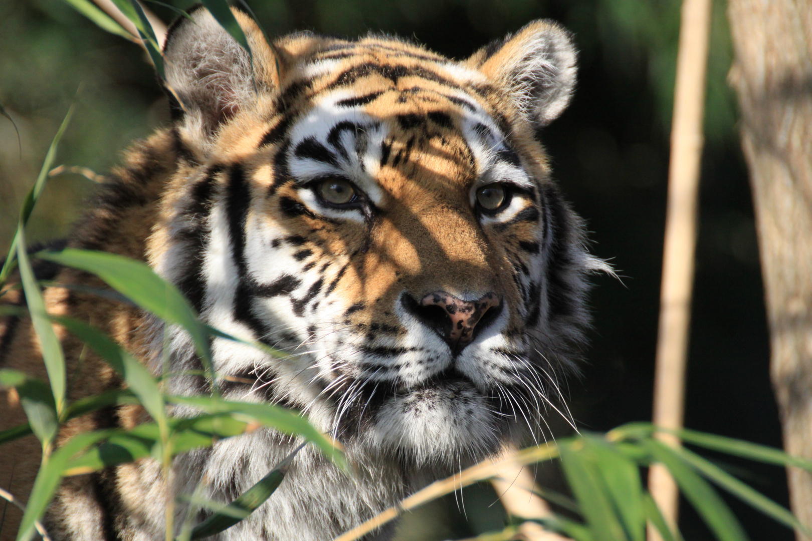 Tiger beobachtet aus der Deckung