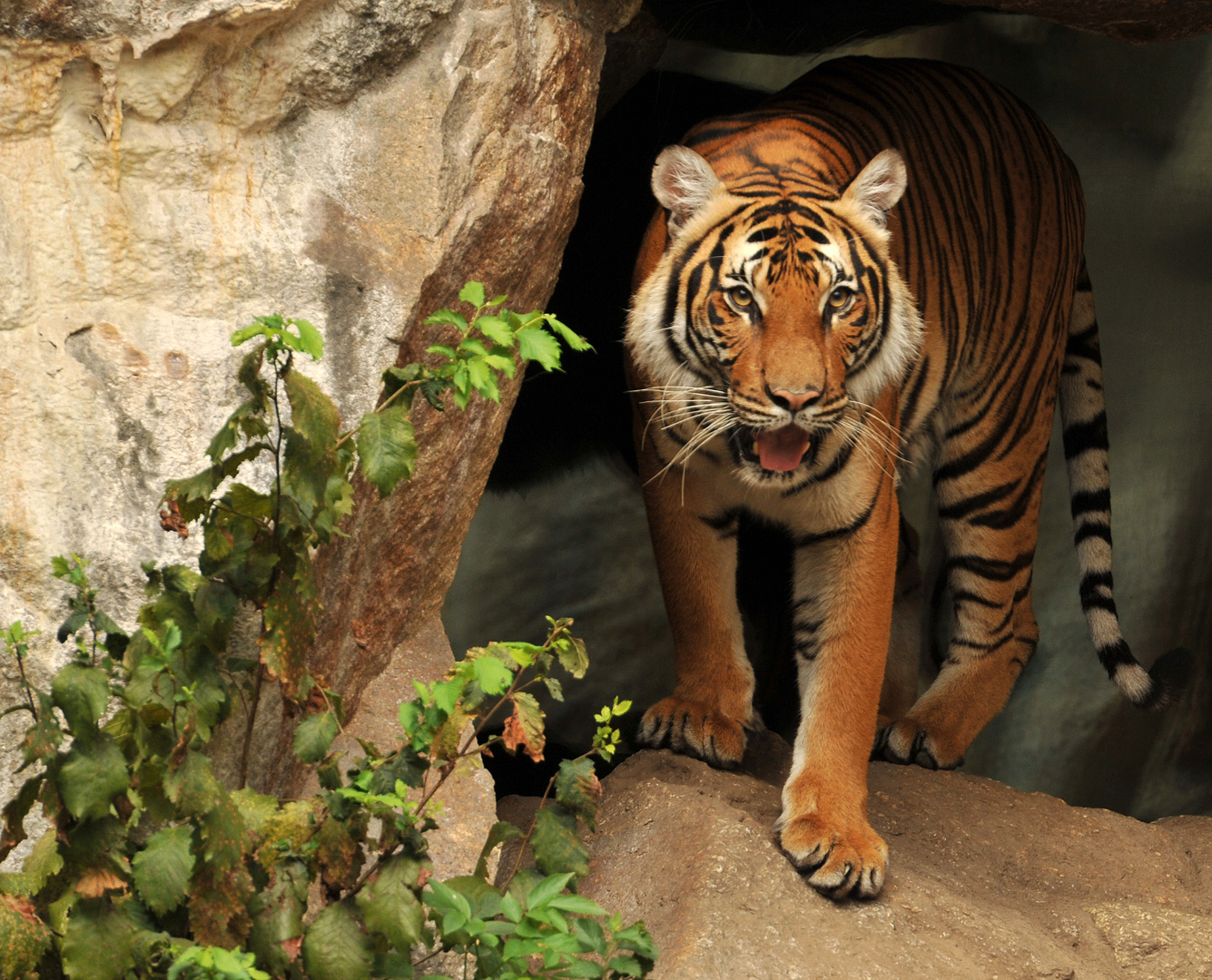 Tiger, Berliner Zoo, 08/2014 ( 01 )