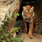 Tiger, Berliner Zoo, 08/2014 ( 01 )