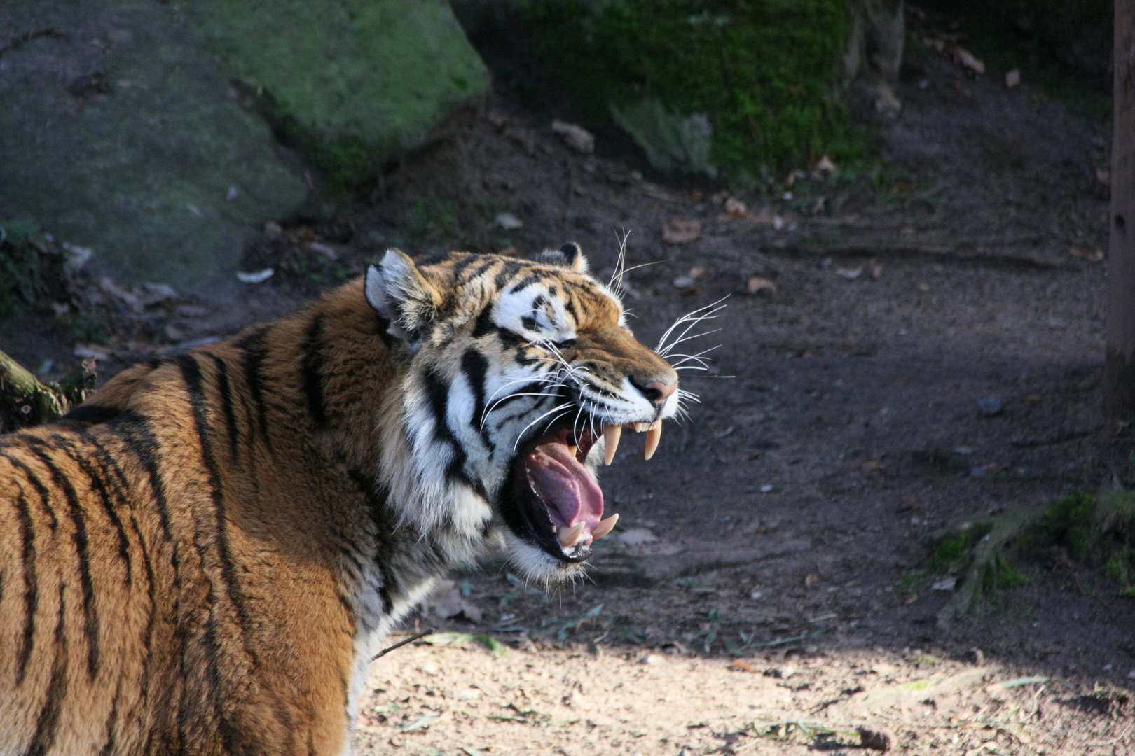 Tiger brüllt - Tiergarten Nürnberg