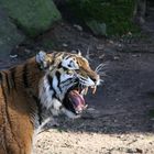 Tiger brüllt - Tiergarten Nürnberg