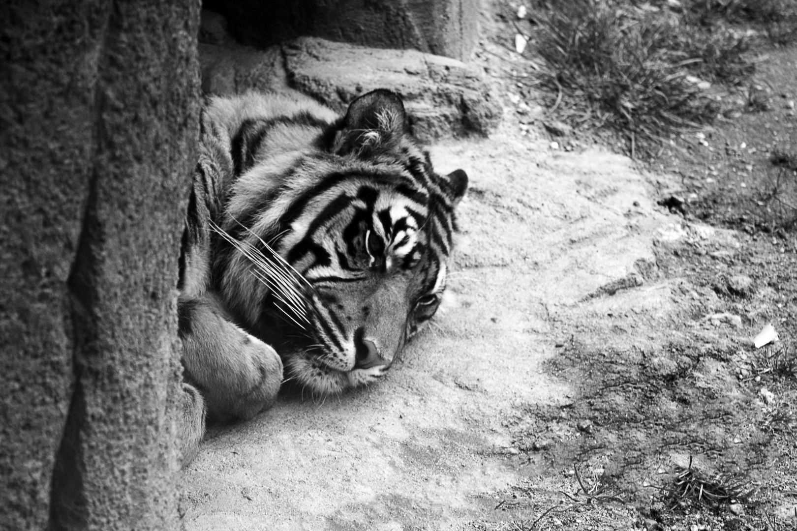 Tiger - Burgers Zoo, Arnhem