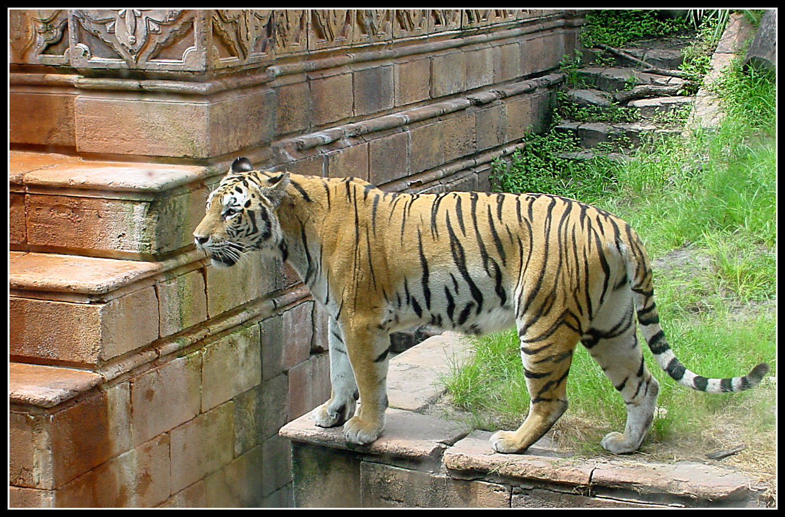 Tiger Buschgardens