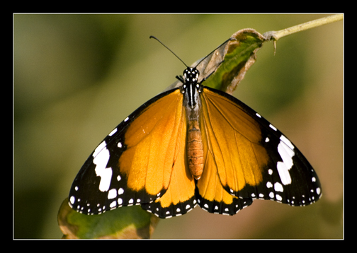 Tiger BUterfly