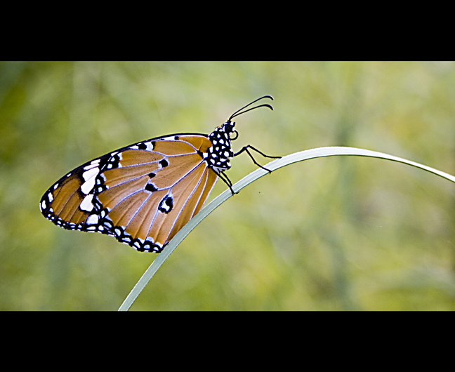 Tiger butterfly