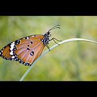 Tiger butterfly