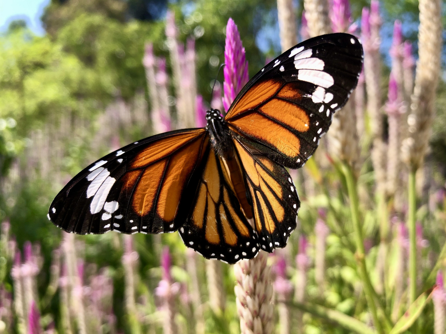 Tiger Butterfly Thailand 