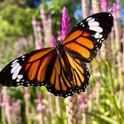 Tiger Butterfly Thailand 