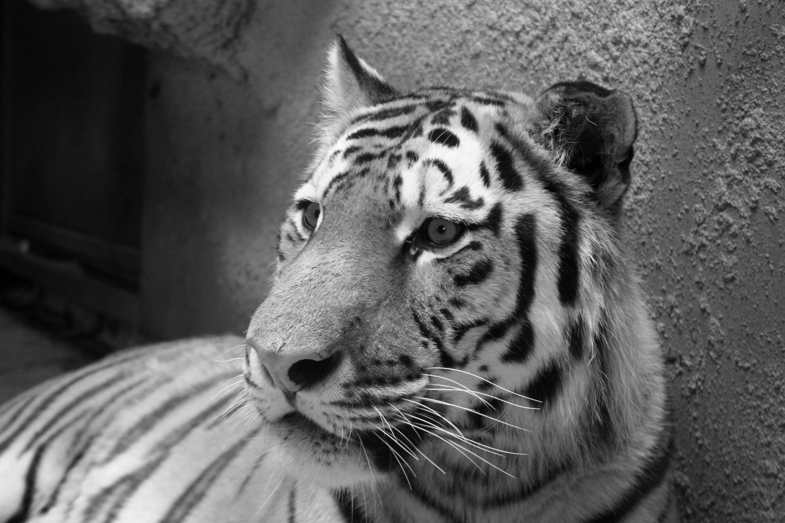 Tiger B/W