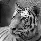 Tiger B/W