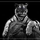 ...::: Tiger BW :::...