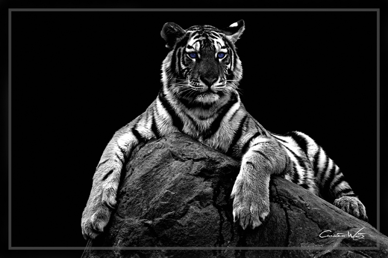 ...::: Tiger BW :::...