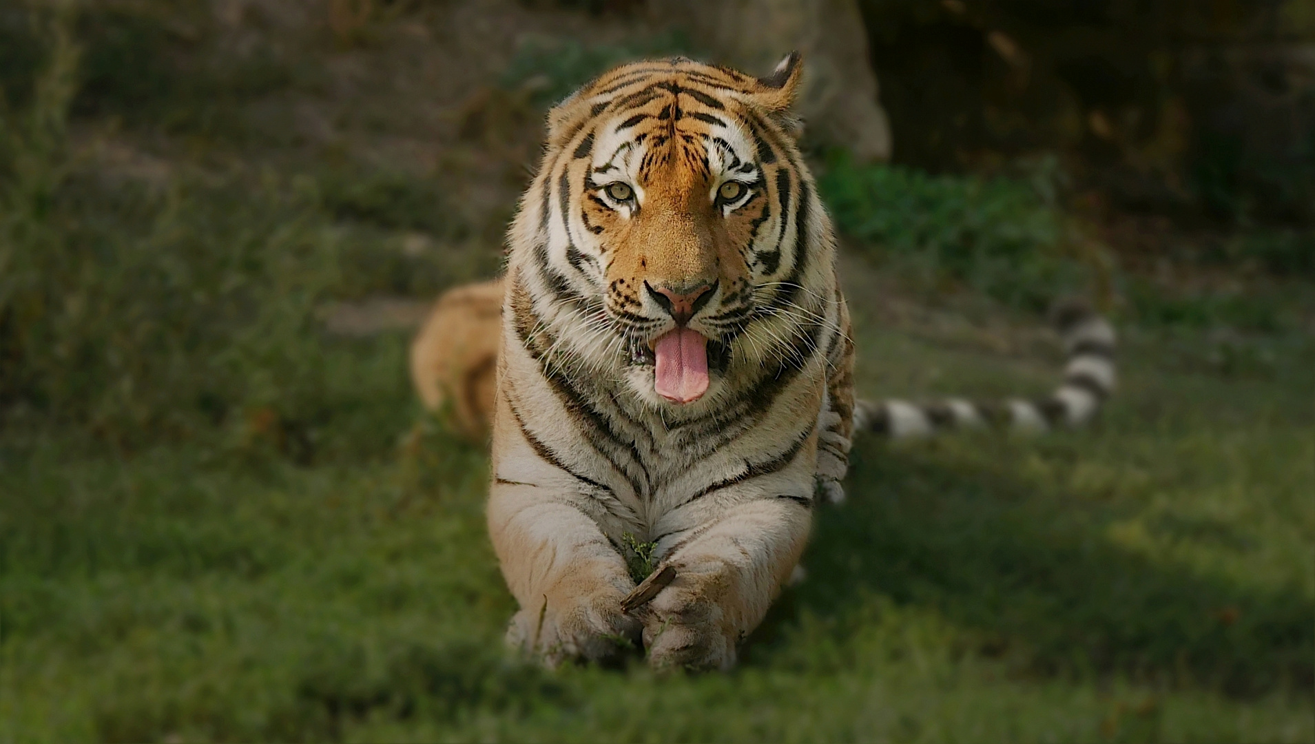 Tiger