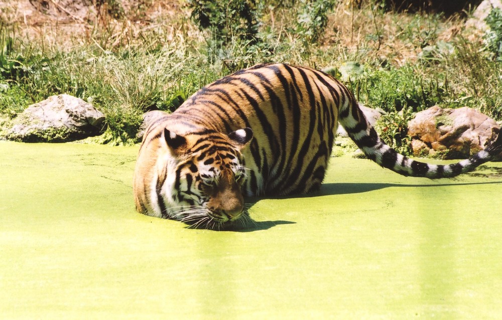 Tiger