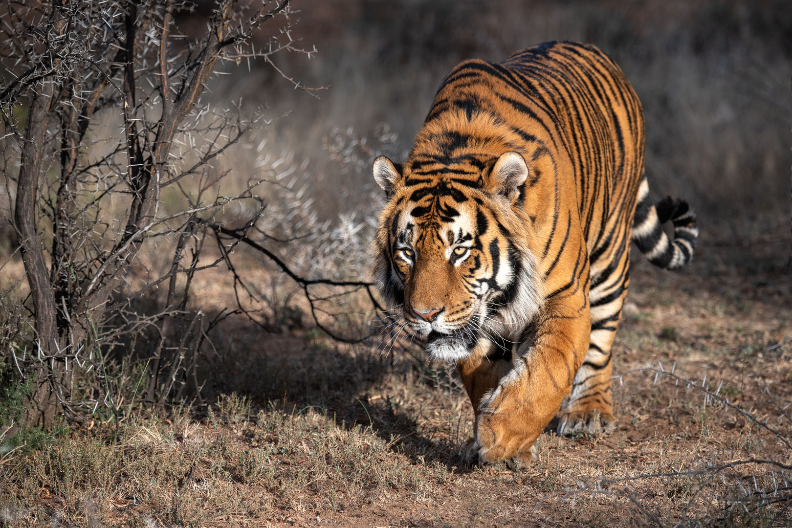 Tiger Canyon