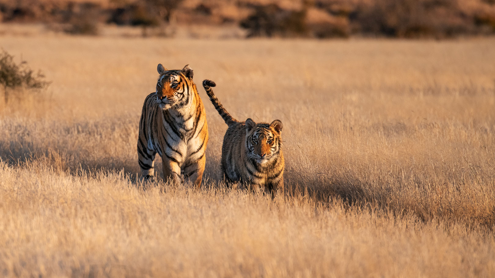 Tiger Canyon - Abendspaziergang