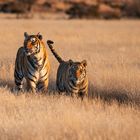 Tiger Canyon - Abendspaziergang