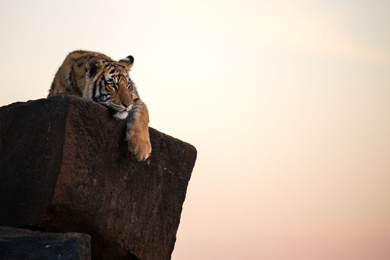 Tiger Canyon - Afrika ist seine Zukunft