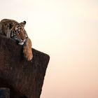 Tiger Canyon - Afrika ist seine Zukunft