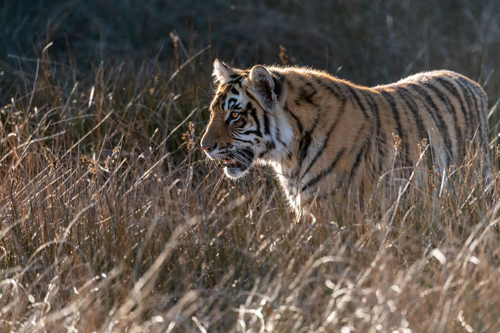 Tiger Canyon