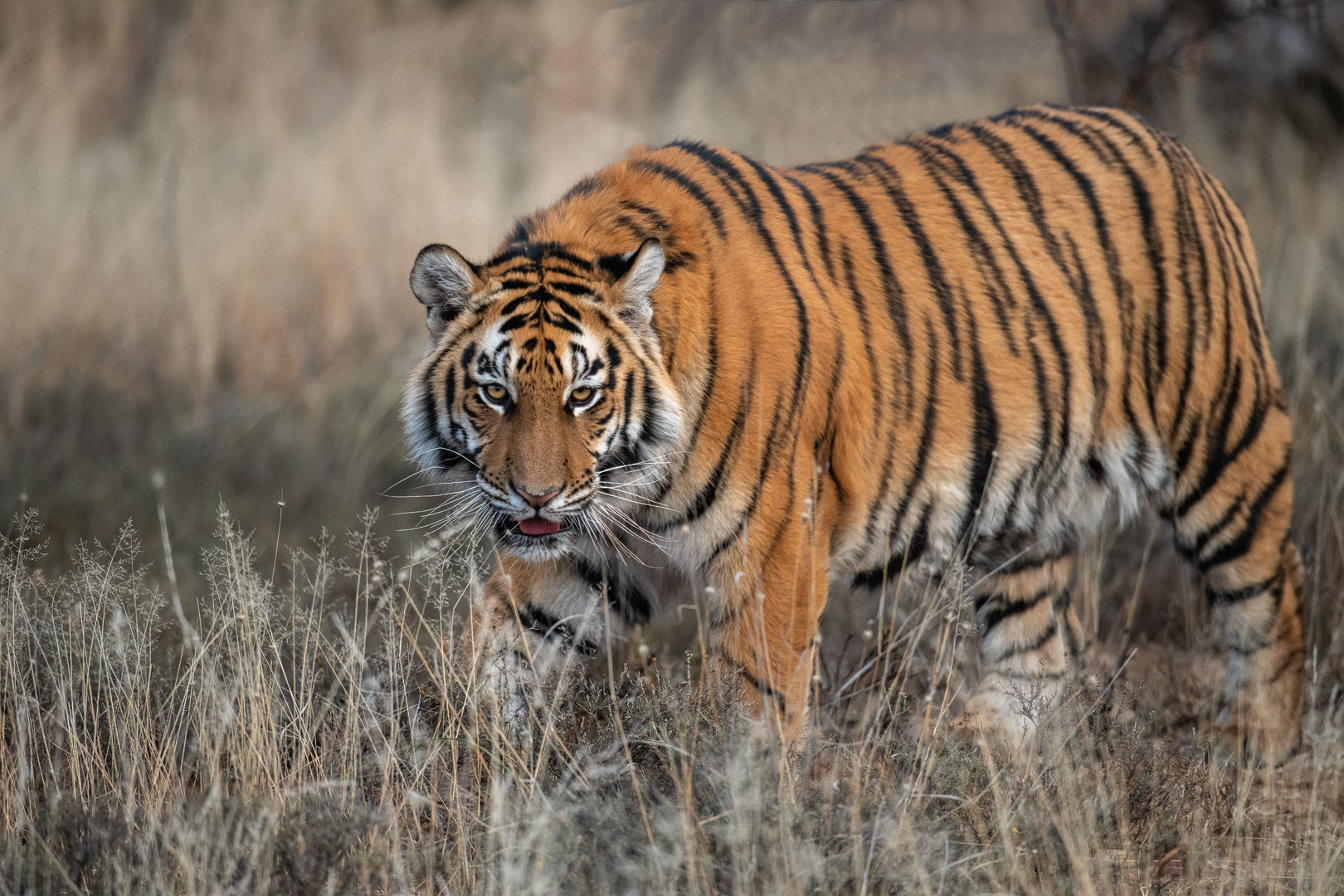 Tiger Canyon - der Blick