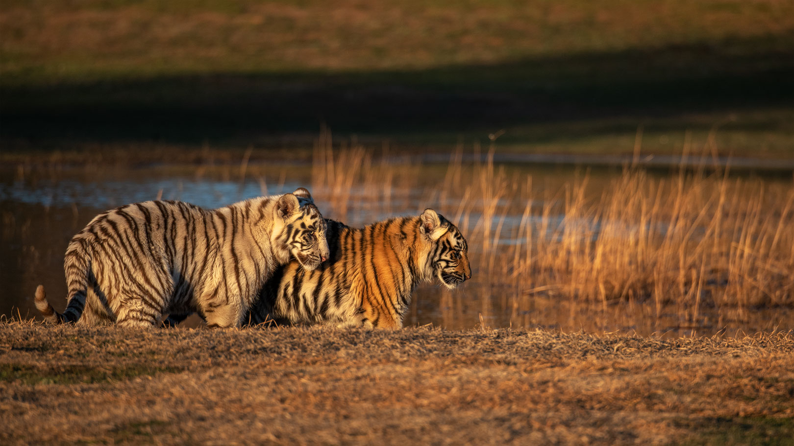 Tiger Canyon - Geschwister (es gibt 2 weisse Tigerbabys von einer weissen Tigermutter)