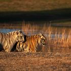Tiger Canyon - Geschwister (es gibt 2 weisse Tigerbabys von einer weissen Tigermutter)