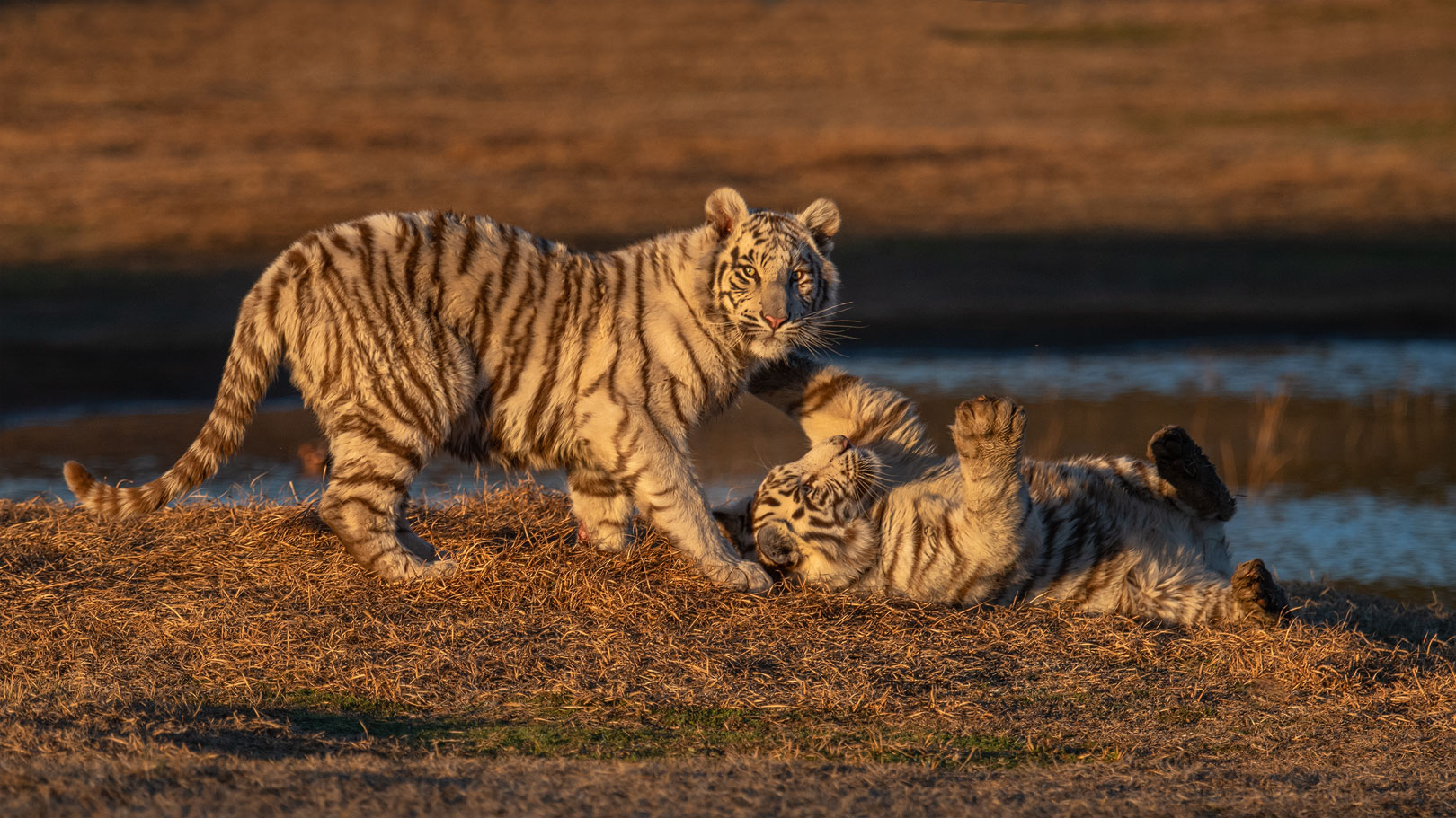 Tiger Canyon - Kleine Rabauken