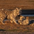 Tiger Canyon - Kleine Rabauken